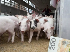 Tuczniki droższe nawet o 70 gr. Jakie są aktualne ceny świń w Polsce?