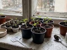 Zawsze wsypuję to do ziemi przy wysiewie pomidorów. Sadzonki są mocniejsze, a koszt? 0 zł