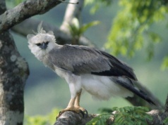 Wielki ptak, który pożera małpy. Gatunek jest na krawędzi wymarcia