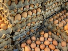 Kupujesz jajka od rolnika, bo lepsze? Taka skorupka to znak, że kura może być chora