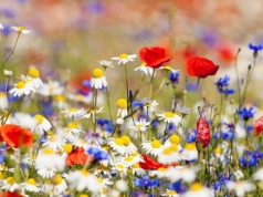 Ten dzień ma zdradzać pogodę na cały rok. Rolnicy wierzą w tę zasadę od wieków