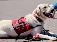 Maskarada w Polskim Języku Migowym – Pyrkon stawia na dostępność