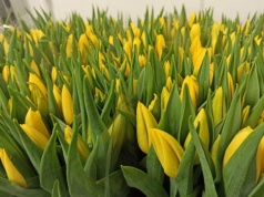 Kwiaty dla pasażerek komunikacji miejskiej w Lublinie z okazji Dnia Kobiet