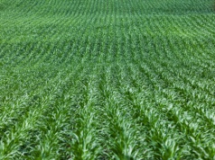 Czy areał uprawy kukurydzy przekroczy dwa miliony hektarów?