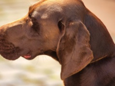 Święto kynologii już w ten weekend w Moszczenicy