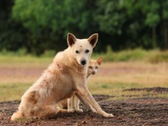 Bezdomność zwierząt w Polsce, czyli jak wydać 335 mln zł i nie pomóc
