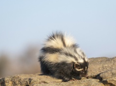 Nawet lwy się jej boją. Smród większy niż u skunksa