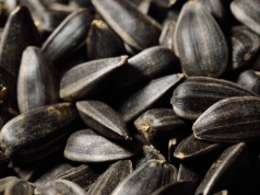 Anna Bryłka: Będziemy truci w imię interesów Niemiec. Najpierw rakotwórcza wołowina z Brazylii, a teraz skażony pestycydami słonecznik z Argentyny