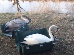 Druga szansa dla dzikich zwierząt. Puszczyki i łabędzie wróciły na wolność