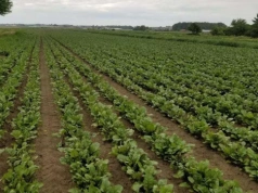 Nawożenie dolistne to tylko 1–2% kosztów. Rezygnując oszczędzasz grosze, ryzykujesz plon