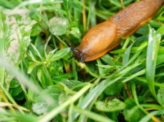 Po deszczu wyjdź do ogrodu i rozlej na trawniku. Ślimaki uciekną, gdzie pieprz rośnie