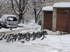 Sąsiedzka wojna o gołębie. Setki ptaków terroryzują mieszkańców olsztyńskiego wieżowca