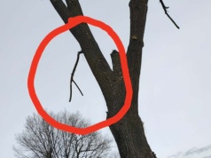 Strażacy wezwani do… gałązki