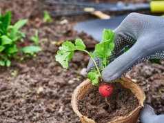 Co siać do gruntu w marcu? Wysiej te rośliny wczesną wiosną, a plony będą obfite