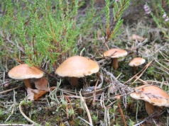 W kwietniu rozglądaj się za tymi grzybami! Zaraz pojawią się w lasach, a smakują obłędnie