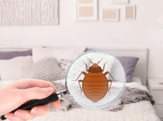 Ten zapach w sypialni może oznaczać pluskwy. Większość osób go ignoruje