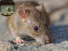 Masz karmnik dla ptaków? Ten niepozorny błąd może ściągnąć do ogrodu szczury. Ogrodnicy polecają prosty trik