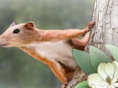 Znaleźli małego ssaka. Wygląda jak wiewiórka, ale to przodek małp