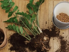 Zrób to z zamiokulkasem w marcu. Wkrótce pojawiają się nowe pędy