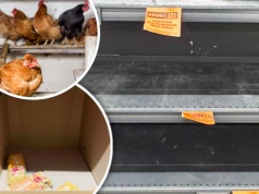 Z rynku zniknęło w kilka miesięcy 8 mln niosek. Będzie problem z jajkami na Wielkanoc?