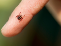 Naukowcy sprawdzili, którą grupę krwi najbardziej lubią kleszcze