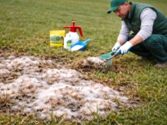 Pleśń śniegowa znika z trawnika w mig. Ten zabieg to najlepsza „odtrutka”