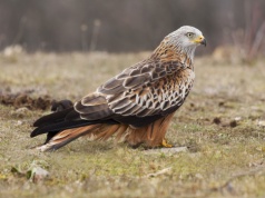 W regionie tarnowskim pojawiło się nowe ognisko ptasiej grypy