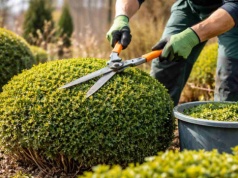 Cięcie bukszpanu w marcu: 1 błąd i pożegnasz się z gęstym krzewem