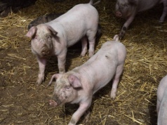 A.Dargiewicz: Krajowy rynek tuczników w fazie silnej zwyżki. Jeden z najbardziej wzrostowych w całej Unii Europejskiej