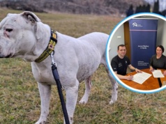 Osadzeni pomogą w schronisku w Opolu. „Korzyść dla obu stron”