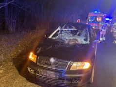 Łoś wtargnął na krajową drogę. Kierowca trafił do szpitala