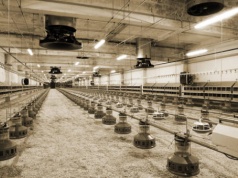 Kolejna fala ognisk ptasiej grypy. Tylko w jednym gospodarstwie do wybicia 100 tys. kur rzeźnych