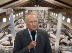 Droższy gaz i paliwo przez wojnę. Co stanie się z cenami świń?