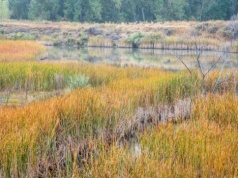 Centrum Ochrony Mokradeł: ochrona mokradeł przynosi korzyści rolnikom i lokalnym mieszkańcom