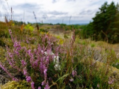 Najdalej wysunięte na zachód miasto w Polsce. Słynie z wyjątkowego rezerwatu