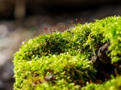 Przestępstwo na cmentarzu. Oskarżonych pogrążył... kawałek mchu