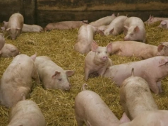 ASF – pomoc za zaprzestanie produkcji świń. Kto może skorzystać i ile realnie dostanie?