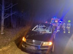 Zderzenie auta z łosiem! Ranna jedna osoba, zwierzę zginęło