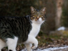 Urzędnik chętnie zrobi z ciebie właściciela kota. Mimo że nakarmiłeś zwierzaka tylko raz