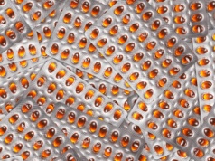 Coraz więcej osób pyta o ten suplement. Niewielu sprawdza, skąd pochodzi