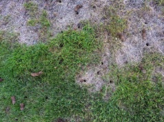 Chwasty i puste miejsca zamiast pięknego zielonego trawnika? Winny bywa jeden zabieg