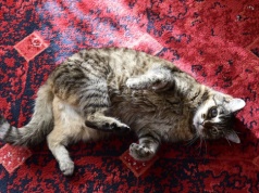 Zostawiasz kota samego w domu? W tym kraju to zabronione