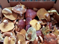 W marcu możesz wypatrywać tych grzybów! Kosze w niektórych regionach mogą się szybko zapełnić