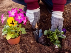 Ogrodnicy robią to z bratkami już w marcu. Dzięki temu kwitną aż do jesieni