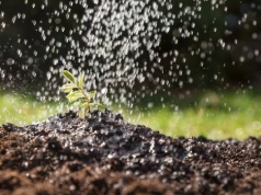Podlej tym glebę w ogrodzie. Pędraki i opuchlaki znikną bez chemii