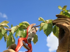 Wiosenne cięcie drzew owocowych. Sprawdzony sposób sadownika