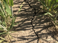 Rolnictwo naznaczone klęskami. Wstrząsająca skala problemu w Badaniu Farmera