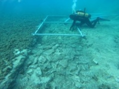 Odkryli podwodną autostradę. Nie znalazła się tam przypadkiem