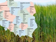LOZ 2026: 36 odmian jęczmienia jarego. Sprawdź, które polecane w twoim województwie