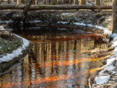 Niezwykłe zjawisko w polskich lasach. Dlaczego woda wygląda jak herbata?